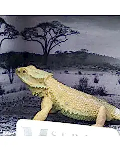 Animal World Sürüngen Serisi