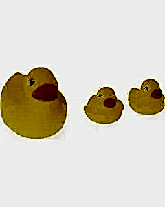 3'lü Ördek Ailesi Seti