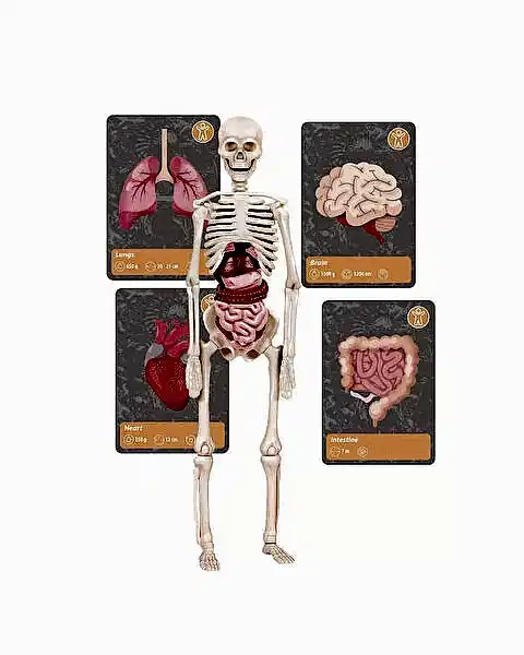 Clementoni Bilim ve Oyun: Dünyada Yaşamın Tarihi