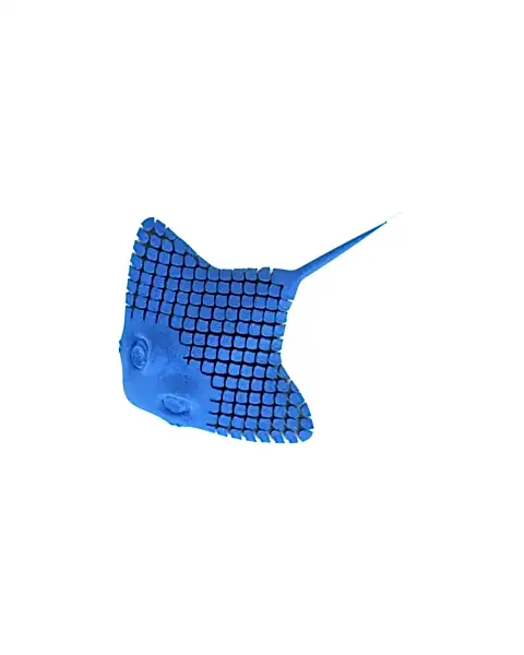 Hareketli Hayvanlar Serisi Vatoz